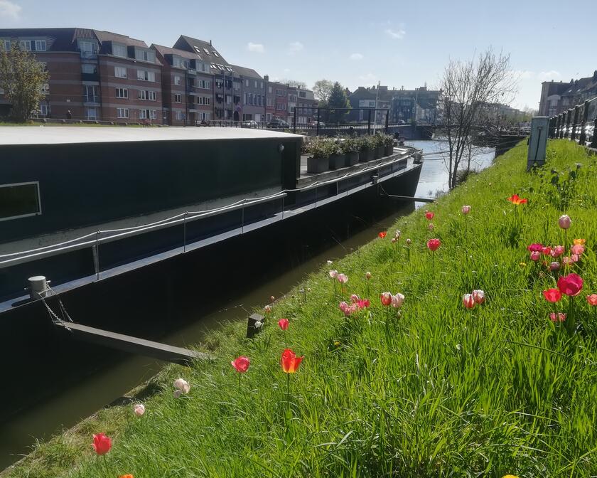aangemeerde boot met plantenbakken op, gras met roze en rode bloemen