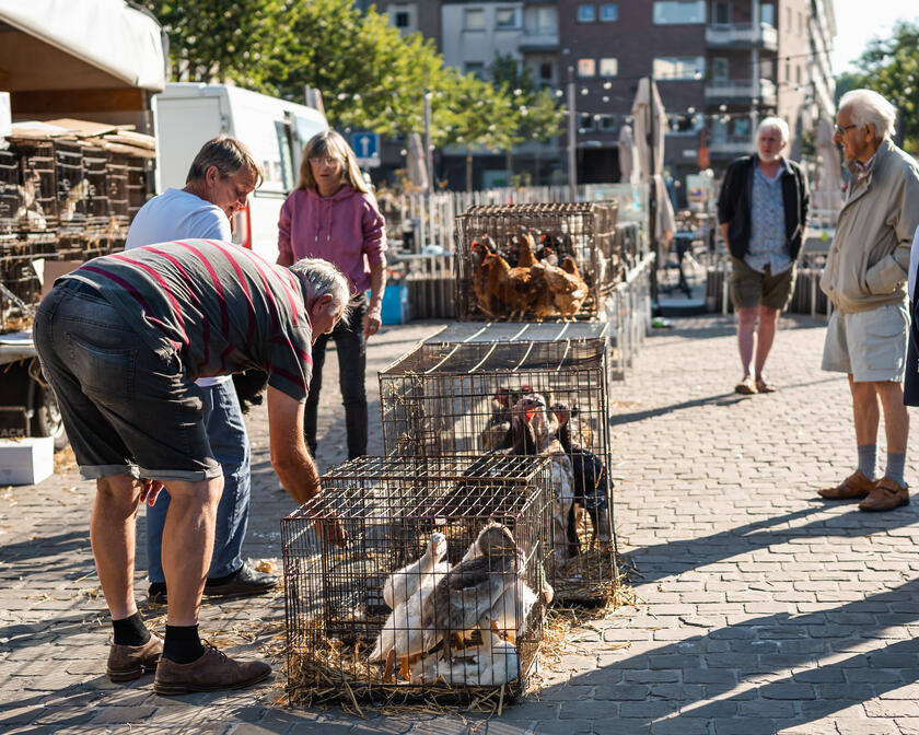 Die Menschen schauen sich Tiere auf einem Markt an