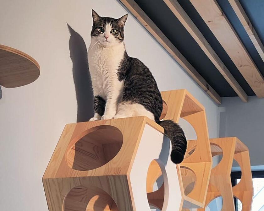 Hector wacht om te spelen op één van de hoge kattenmeubels