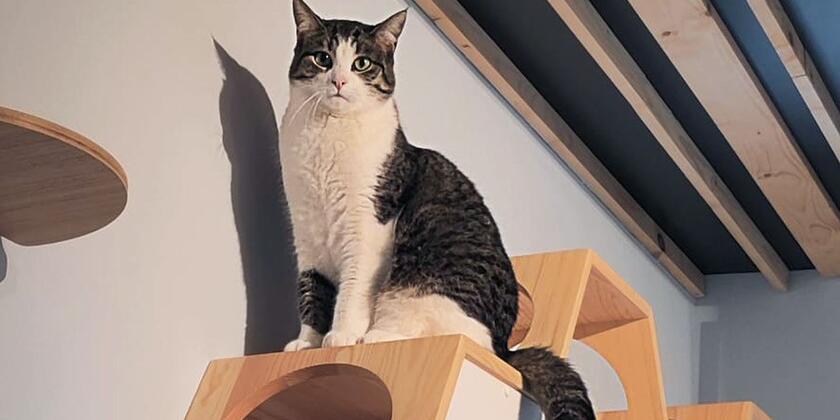 Hector waits to play on one of the tall cat furniture