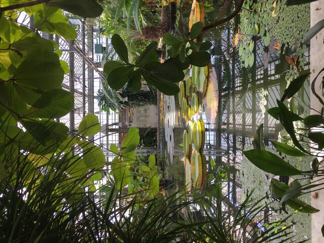de binnenkant van de plantentuin van Universiteit Gent, in het midden een grote vijver met bladen op