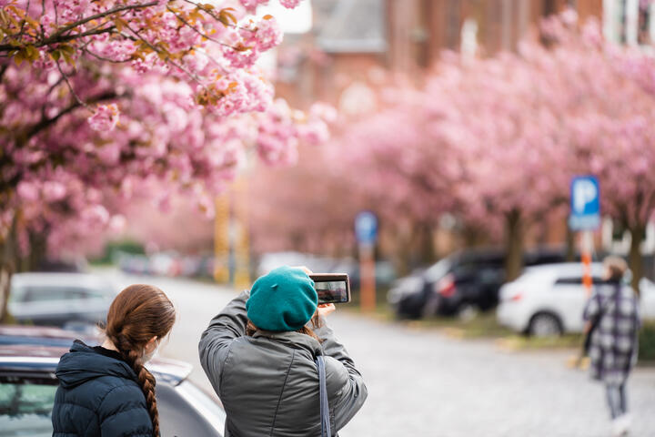 Twee dames nemen foto van de prachtige bloeiende bomen aan de Bijloke