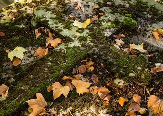 Cruz cubierta de musgo entre hojas de árboles en el suelo del cementerio Campo Santo, en otoño
