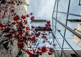 zicht naar boven, een boom met rode bladeren, een stenen muur, 2 gebouwen met veel ramen
