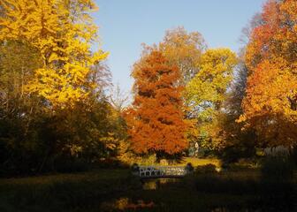 Autumn trees in the garden