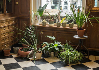 Verzameling planten voor het raam.