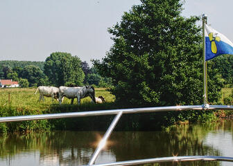 Zicht op een veld met koeien en een grote struik, vanaf een boot op de Leie.