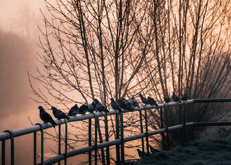 duiven op een reling in natuurpark bourgoyen-ossemeersen