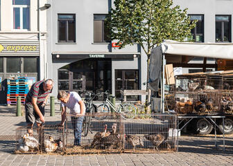 People watching chickens in a cage at the market