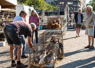 People look at animals on a market