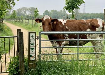 eine braune Kuh steht wachsam an einem Zaun im Park