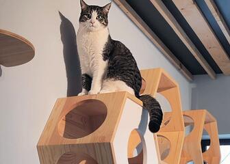 Héctor espera para jugar en uno de los muebles altos para gatos