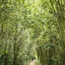 Smal wandelpad doorheen het bos in de Gentbrugse Meersen.